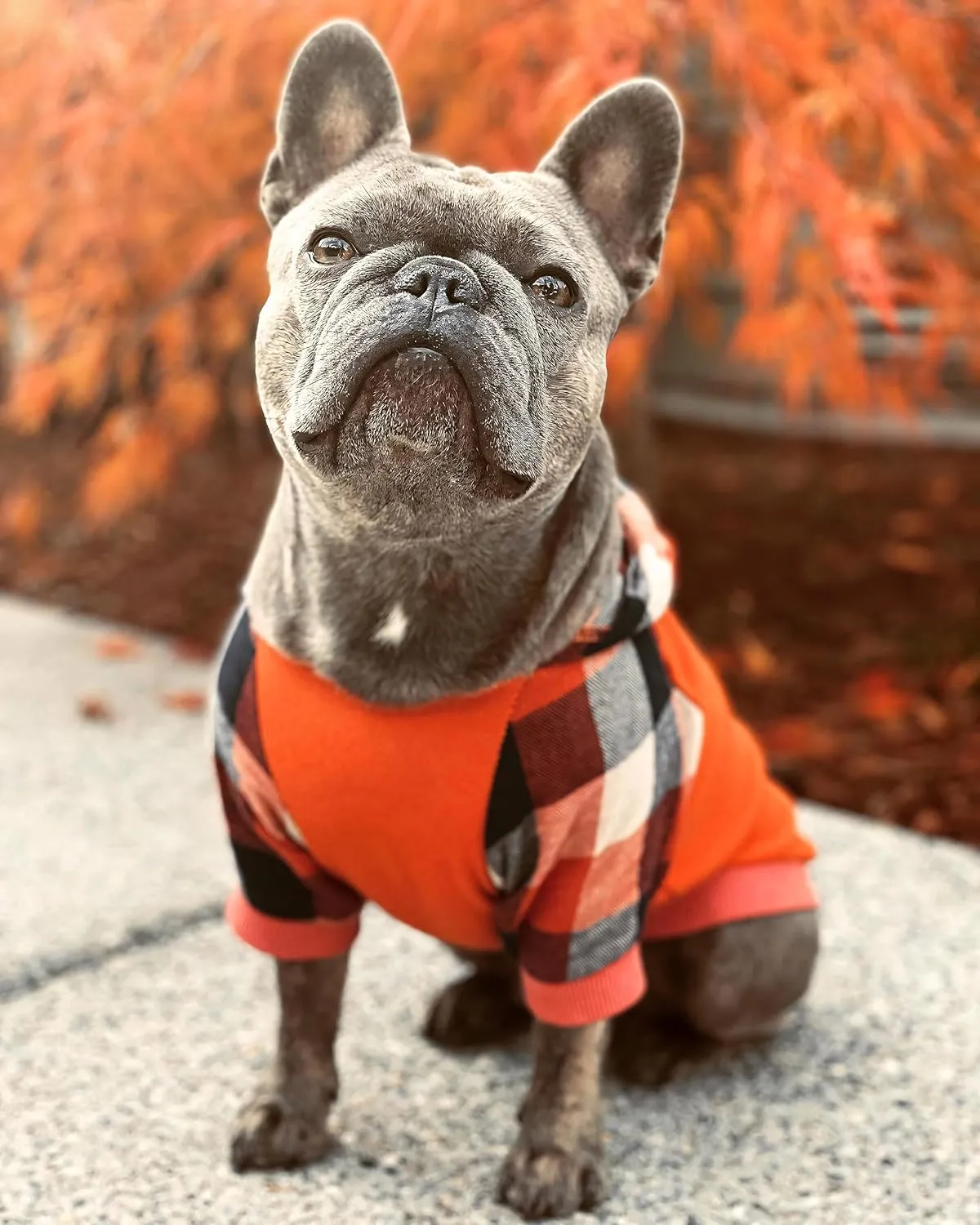 Fitwarm Dog Plaid Shirts Doggie Clothes Puppy Hoodies Cat Hooded T Shirts Pet Outfits Cotton Orange XL
