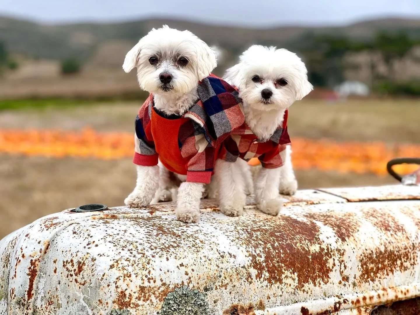 Fitwarm Dog Plaid Shirts Doggie Clothes Puppy Hoodies Cat Hooded T Shirts Pet Outfits Cotton Orange XL