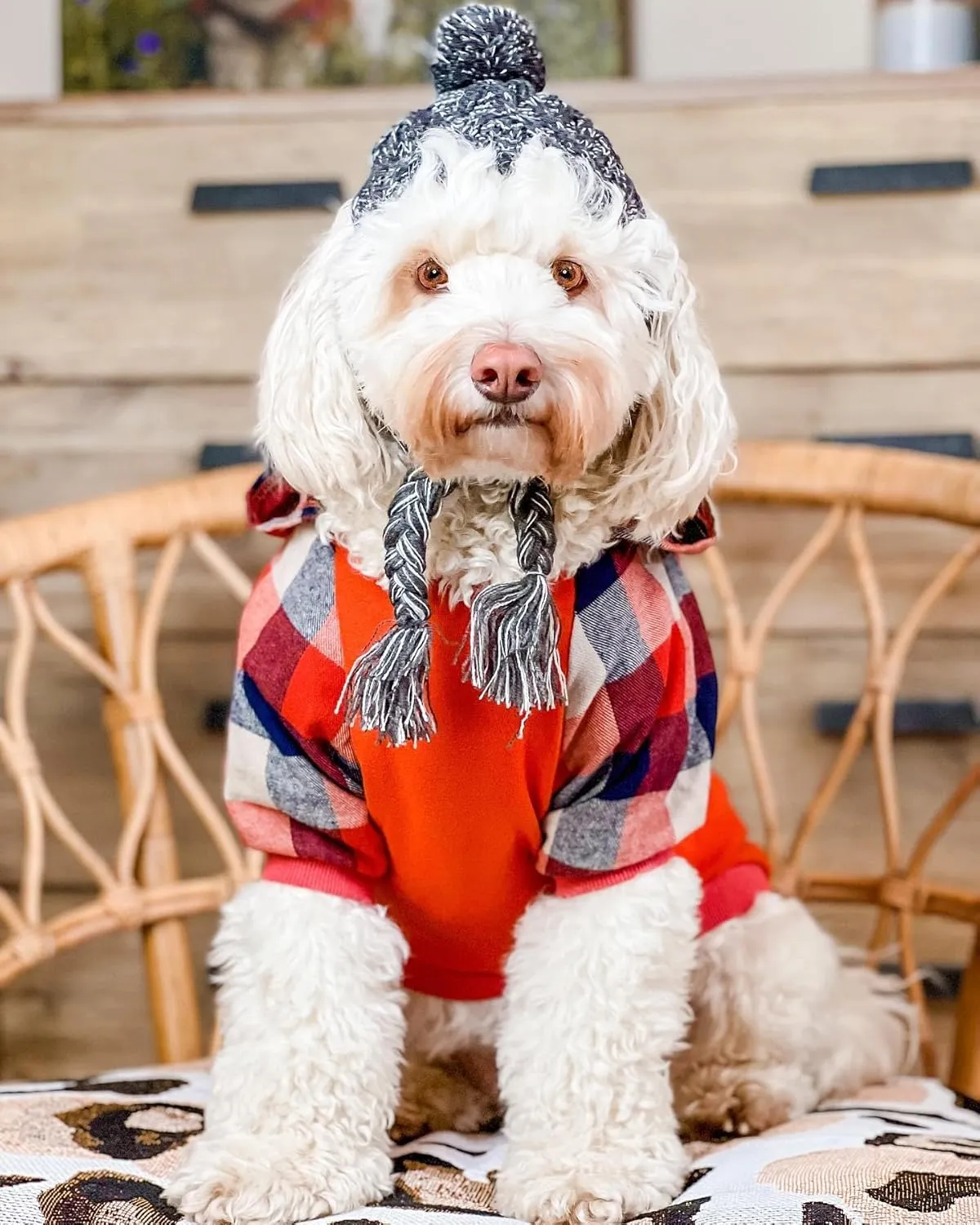 Fitwarm Dog Plaid Shirts Doggie Clothes Puppy Hoodies Cat Hooded T Shirts Pet Outfits Cotton Orange XXL