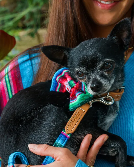 Inca Blue Dog Bow Tie