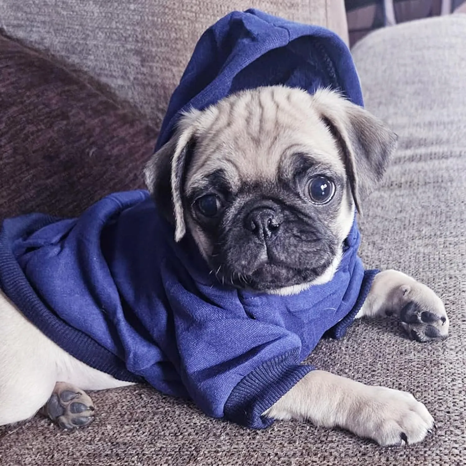 Jecikelon Winter Dog Hoodie Sweatshirts with Pockets Warm Dog Clothes for Small Dogs Chihuahua Coat Clothing Puppy Cat Custume (Navy, X-Small)