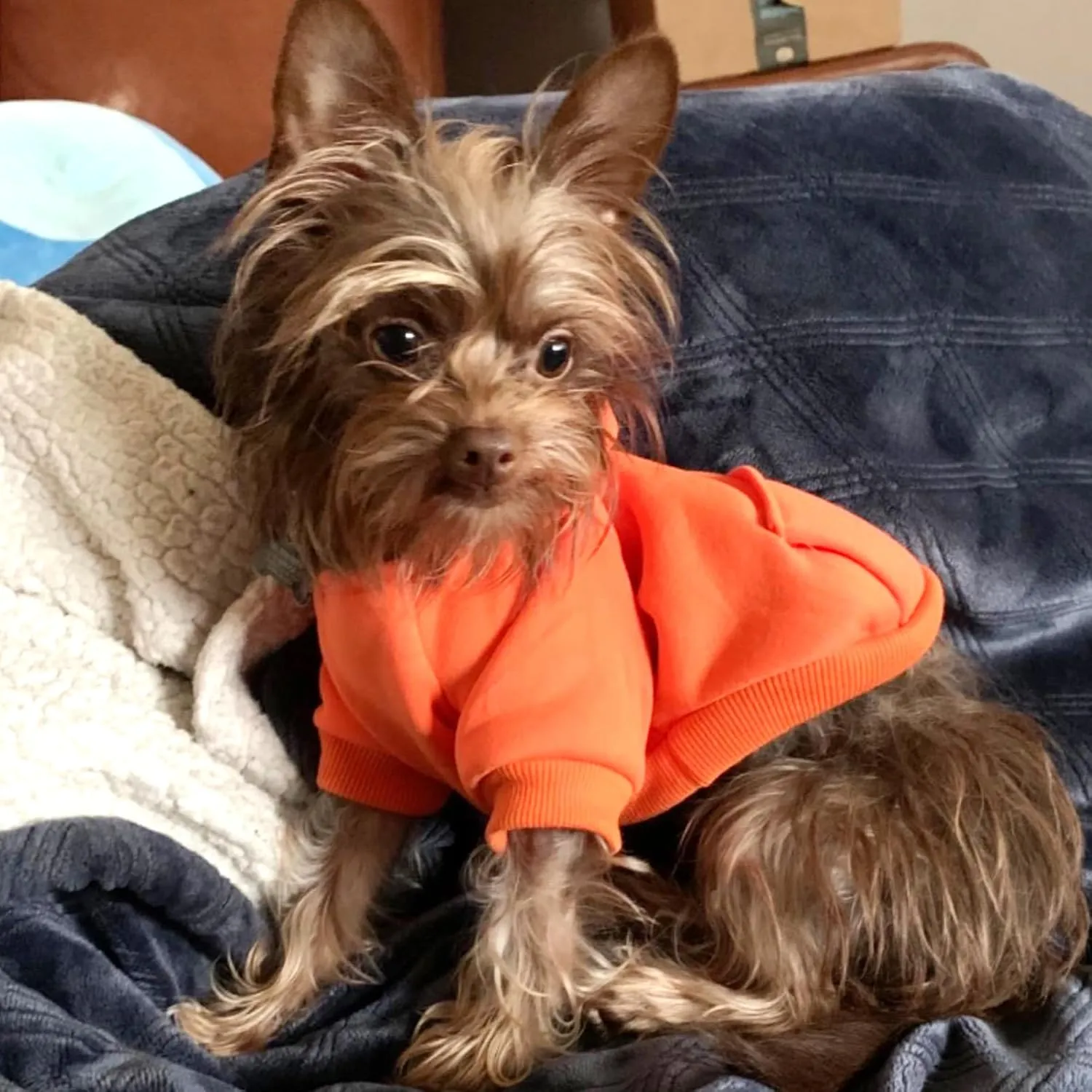 Jecikelon Winter Dog Hoodie Sweatshirts with Pockets Warm Dog Clothes for Small Dogs Chihuahua Coat Clothing Puppy Cat Custume (Orange, X-Small)
