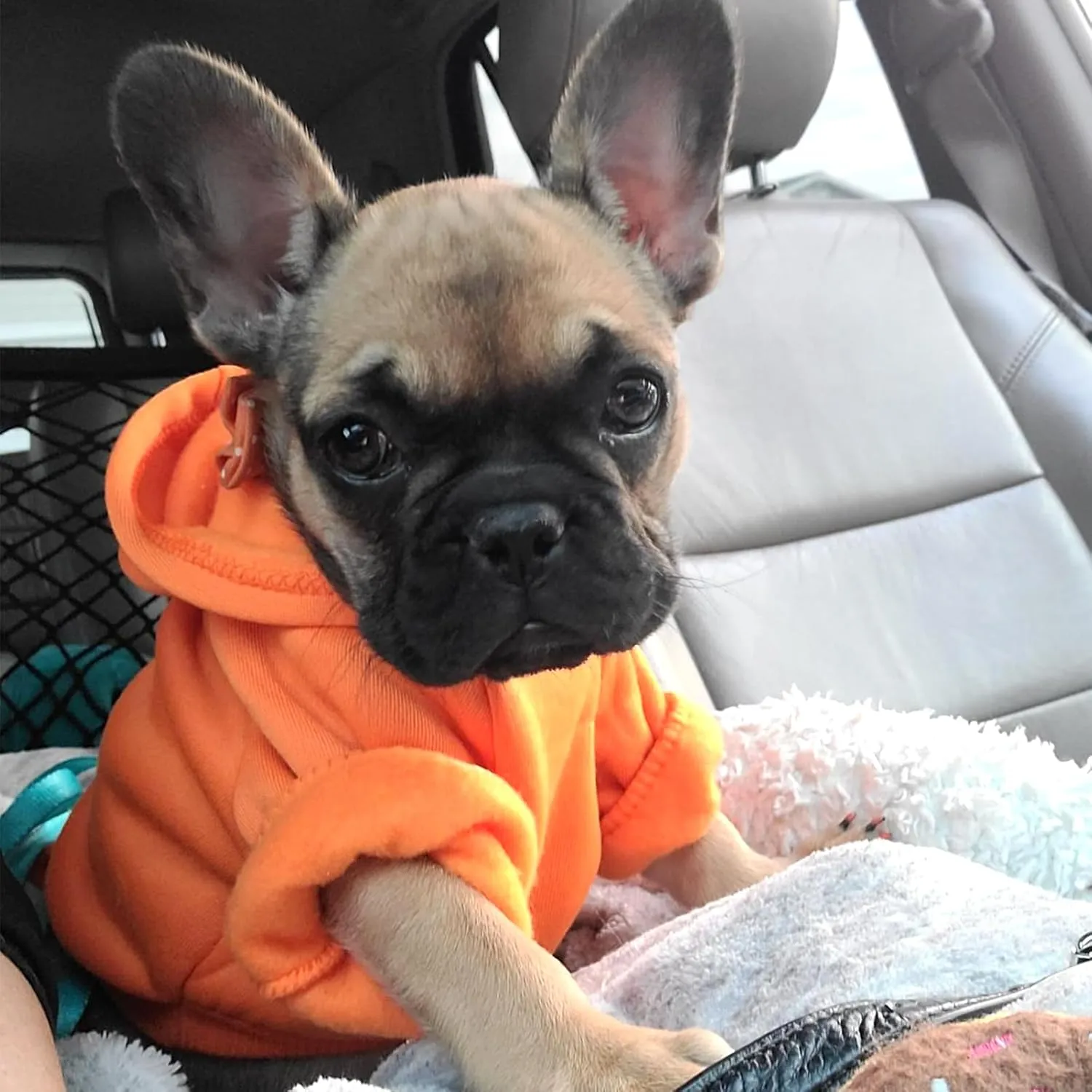 Jecikelon Winter Dog Hoodie Sweatshirts with Pockets Warm Dog Clothes for Small Dogs Chihuahua Coat Clothing Puppy Cat Custume (Orange, X-Small)