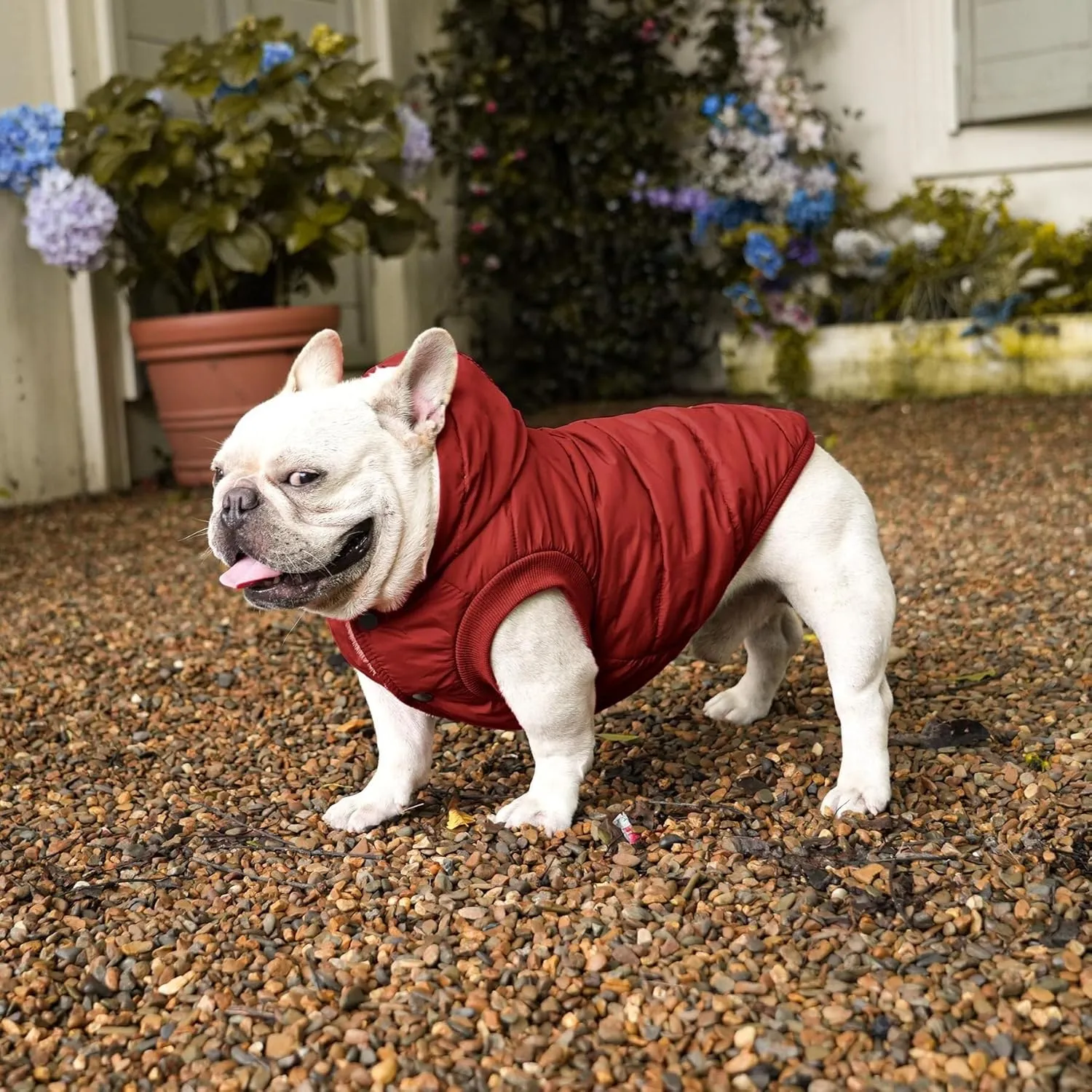 pet Clothing Fleece Lining Extra Warm Dog Hoodie in Winter,Small Dog Jacket Puppy Coats with Hooded Coat Clothing Puppy(Red,Medium)